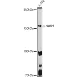 Western Blot - Anti-NLRP1 Antibody (A91527) - Antibodies.com