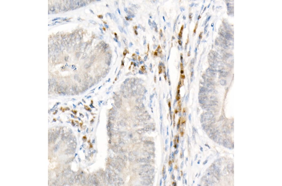 Immunohistochemistry - Anti-NLRP1 Antibody (A91527) - Antibodies.com