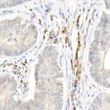 Immunohistochemistry - Anti-NLRP1 Antibody (A91527) - Antibodies.com