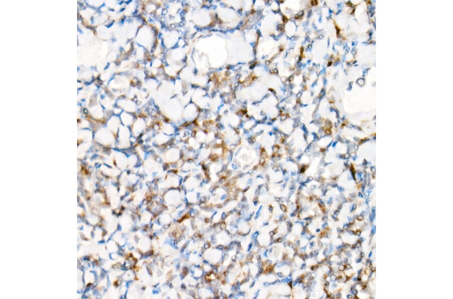 Immunohistochemistry - Anti-NLRP1 Antibody (A91527) - Antibodies.com