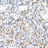 Immunohistochemistry - Anti-NLRP1 Antibody (A91527) - Antibodies.com