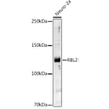 Western Blot - Anti-Rb2 p130 Antibody (A91532) - Antibodies.com