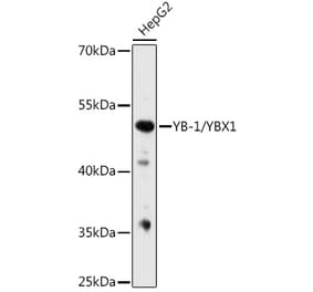Western Blot - Anti-YB1 Antibody (A91535) - Antibodies.com