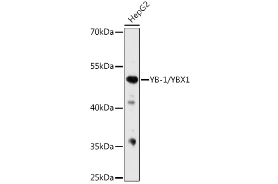 Western Blot - Anti-YB1 Antibody (A91535) - Antibodies.com