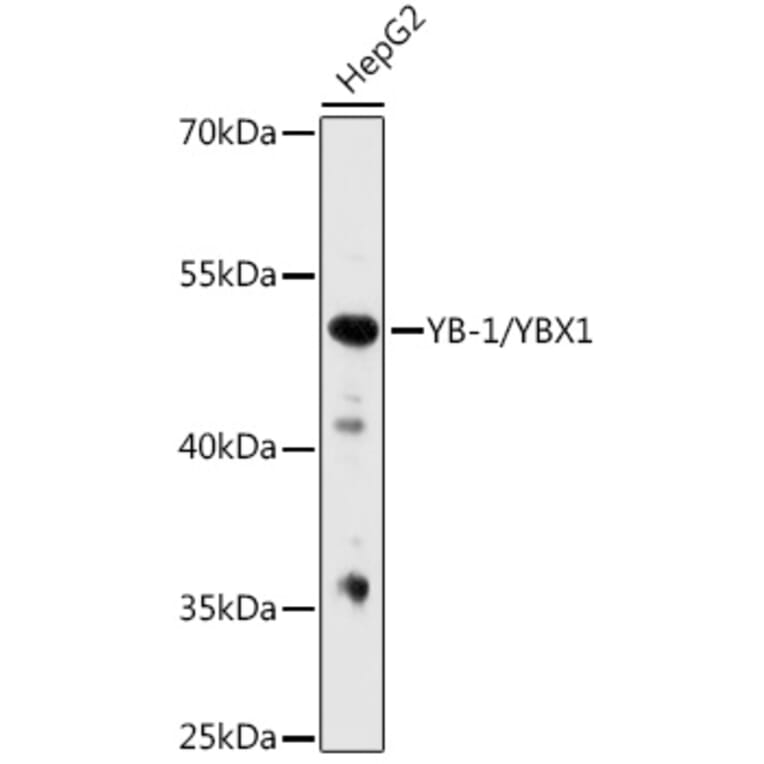 Western Blot - Anti-YB1 Antibody (A91535) - Antibodies.com