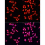 Immunofluorescence - Anti-YB1 Antibody (A91535) - Antibodies.com