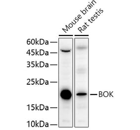 Western Blot - Anti-Bok Antibody (A91540) - Antibodies.com