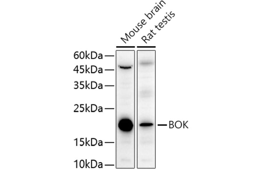 Western Blot - Anti-Bok Antibody (A91540) - Antibodies.com