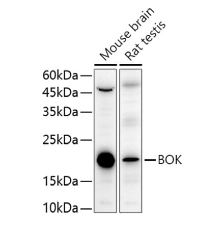 Western Blot - Anti-Bok Antibody (A91540) - Antibodies.com