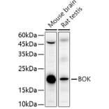 Western Blot - Anti-Bok Antibody (A91540) - Antibodies.com