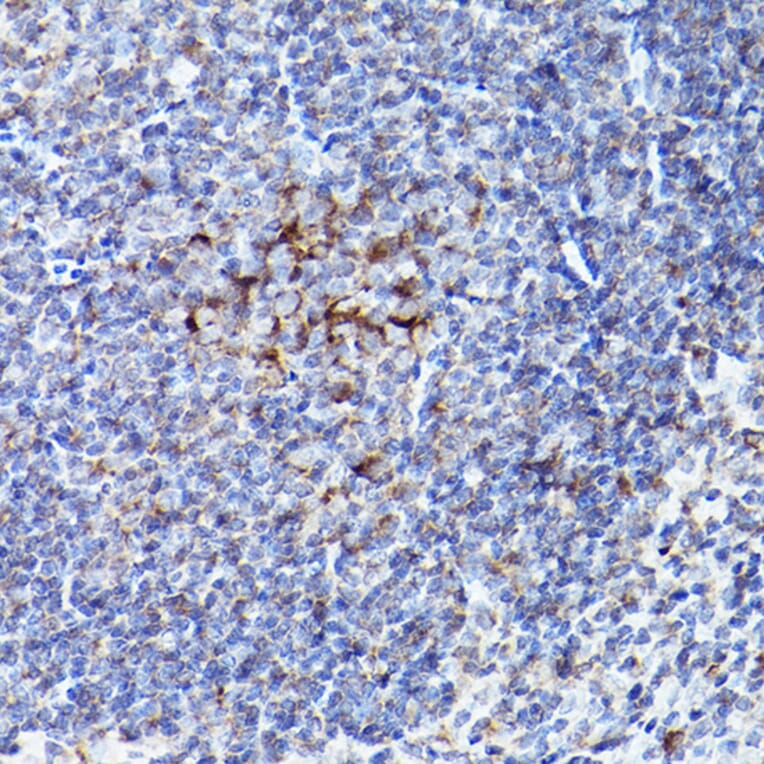 Immunohistochemistry - Anti-Bok Antibody (A91540) - Antibodies.com