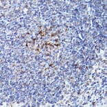 Immunohistochemistry - Anti-Bok Antibody (A91540) - Antibodies.com
