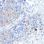 Immunohistochemistry - Anti-Bok Antibody (A91540) - Antibodies.com