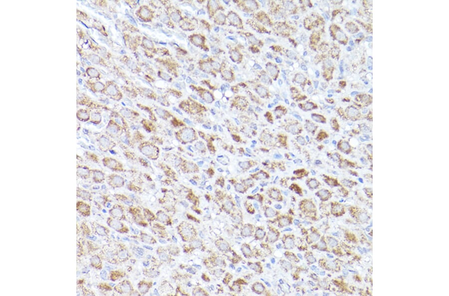 Immunohistochemistry - Anti-Bok Antibody (A91540) - Antibodies.com