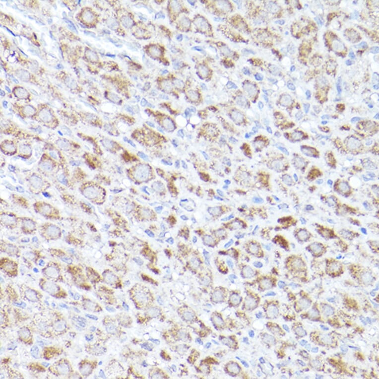 Immunohistochemistry - Anti-Bok Antibody (A91540) - Antibodies.com