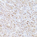 Immunohistochemistry - Anti-Bok Antibody (A91540) - Antibodies.com