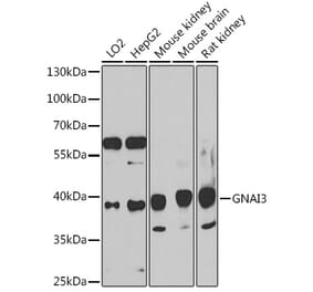 Western Blot - Anti-GNAI3 Antibody (A91543) - Antibodies.com