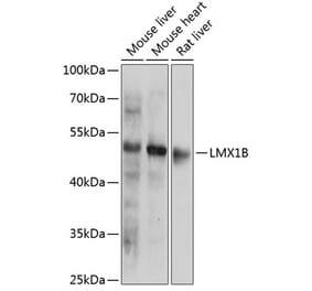 Western Blot - Anti-LMX1b Antibody (A91547) - Antibodies.com
