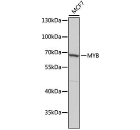 Western Blot - Anti-c-Myb Antibody (A91548) - Antibodies.com