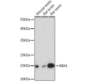 Western Blot - Anti-RBX1 Antibody (A91552) - Antibodies.com