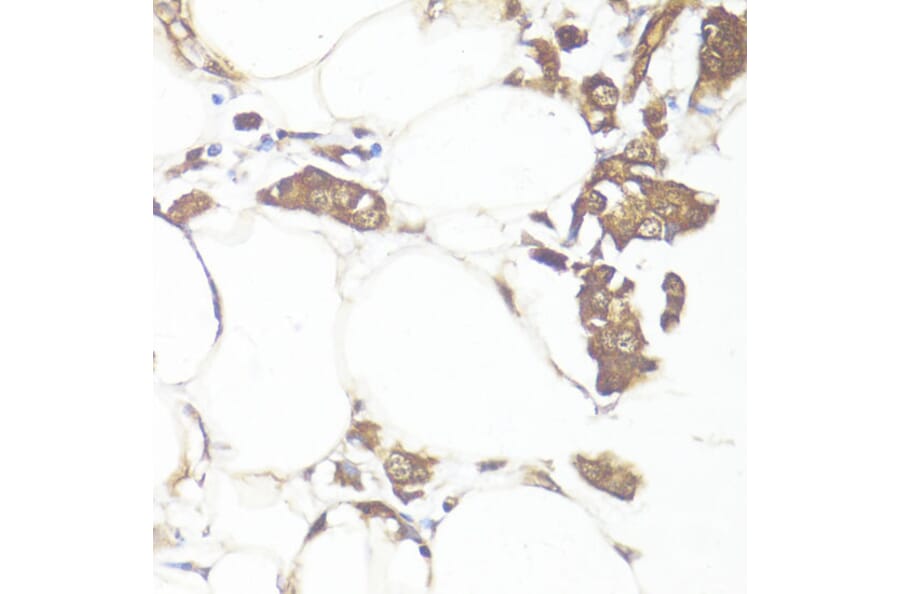 Immunohistochemistry - Anti-MADH7 / SMAD7 Antibody (A91556) - Antibodies.com
