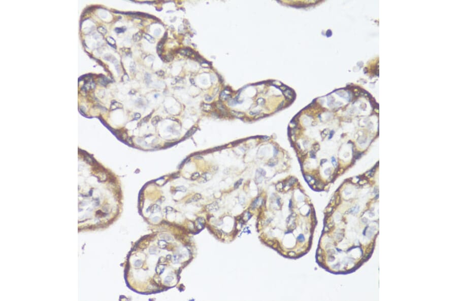 Immunohistochemistry - Anti-MADH7 / SMAD7 Antibody (A91556) - Antibodies.com