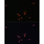 Immunofluorescence - Anti-MADH7 / SMAD7 Antibody (A91556) - Antibodies.com