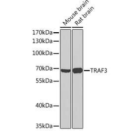Western Blot - Anti-TRAF3 Antibody (A91561) - Antibodies.com