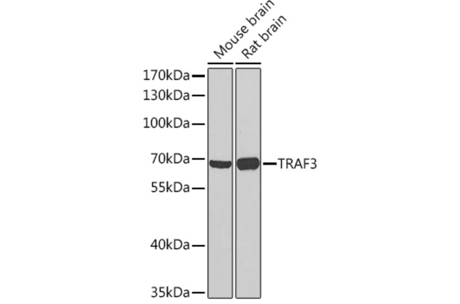 Western Blot - Anti-TRAF3 Antibody (A91561) - Antibodies.com
