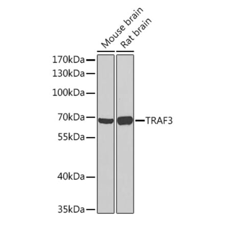 Western Blot - Anti-TRAF3 Antibody (A91561) - Antibodies.com