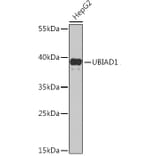 Western Blot - Anti-UBIAD1 Antibody (A91563) - Antibodies.com