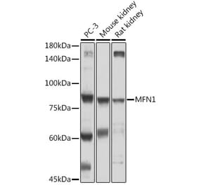 Western Blot - Anti-Mitofusin 1 Antibody (A91565) - Antibodies.com