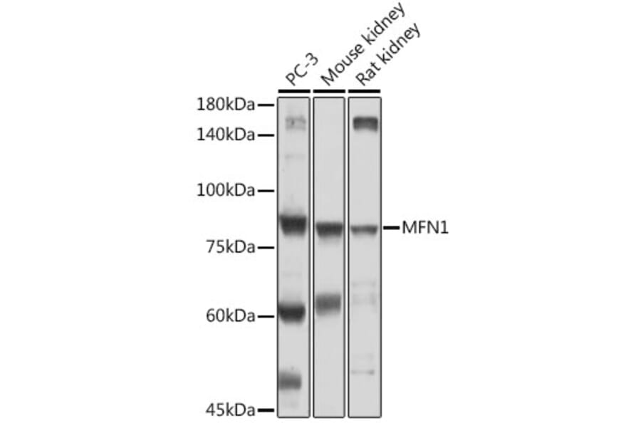Western Blot - Anti-Mitofusin 1 Antibody (A91565) - Antibodies.com