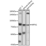 Western Blot - Anti-Mitofusin 1 Antibody (A91565) - Antibodies.com