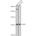 Western Blot - Anti-Aquaporin 5 Antibody (A91568) - Antibodies.com