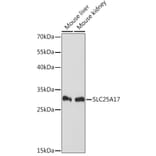 Western Blot - Anti-SLC25A17 Antibody (A91572) - Antibodies.com