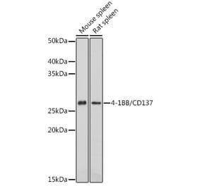 Western Blot - Anti-CD137 Antibody (A91573) - Antibodies.com