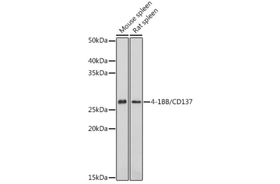 Western Blot - Anti-CD137 Antibody (A91573) - Antibodies.com