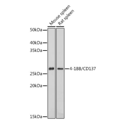 Western Blot - Anti-CD137 Antibody (A91573) - Antibodies.com