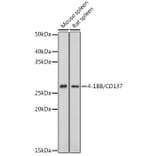 Western Blot - Anti-CD137 Antibody (A91573) - Antibodies.com