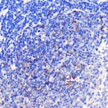 Immunohistochemistry - Anti-CD137 Antibody (A91573) - Antibodies.com