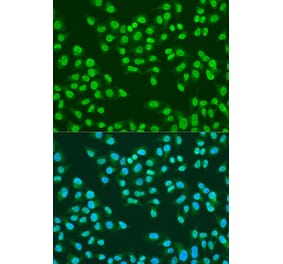 Immunofluorescence - Anti-ATM Antibody (A91574) - Antibodies.com