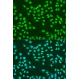 Immunofluorescence - Anti-ATM Antibody (A91574) - Antibodies.com