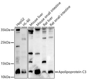 Western Blot - Anti-Apolipoprotein CIII Antibody (A91575) - Antibodies.com