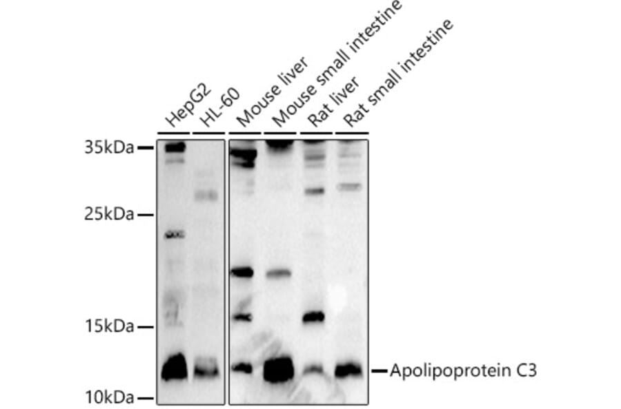 Western Blot - Anti-Apolipoprotein CIII Antibody (A91575) - Antibodies.com
