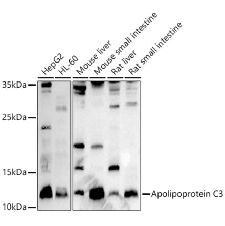 Western Blot - Anti-Apolipoprotein CIII Antibody (A91575) - Antibodies.com