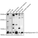 Western Blot - Anti-Apolipoprotein CIII Antibody (A91575) - Antibodies.com