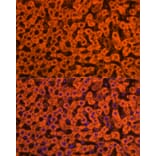 Immunofluorescence - Anti-Apolipoprotein CIII Antibody (A91575) - Antibodies.com