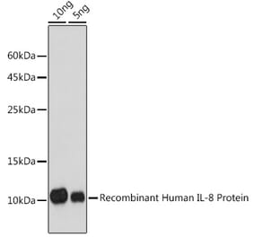 Western Blot - Anti-IL-8 Antibody (A91576) - Antibodies.com