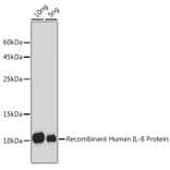 Western Blot - Anti-IL-8 Antibody (A91576) - Antibodies.com